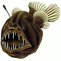 Humpback anglerfish(引自維基共享資源).jpg
