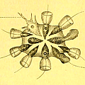 Choanoflagellates_(Méchnikov).jpg