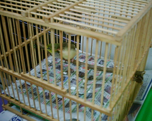 受傷被收容的綠繡眼與褐頭鷦鶯幼鳥.jpg