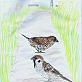 麻雀與斑文鳥.png