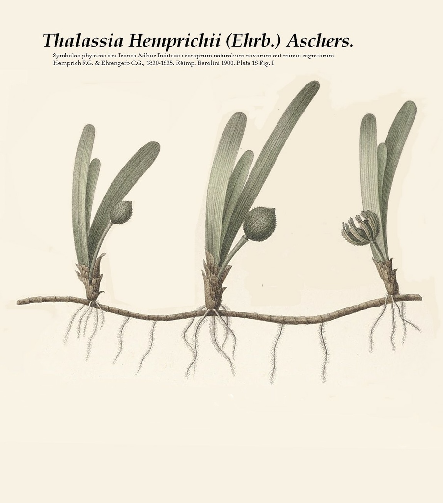 泰來草Thalassia hemprichii(引用自維基共享資源)