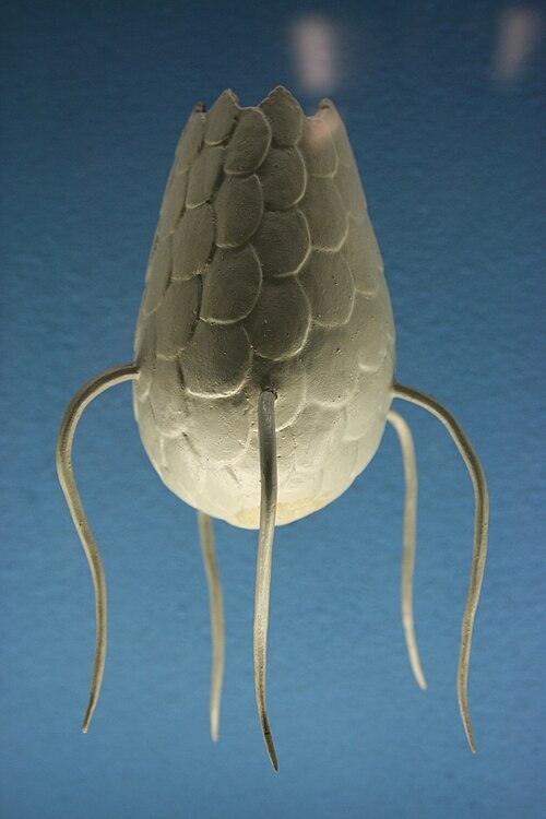 model of Euglypha alveolata(圖片引用自維基共享資源).JPG