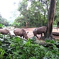 20070916　新加坡動物園－感覺會衝出來的犀牛