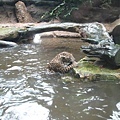 20070916　新加坡動物園－花豹