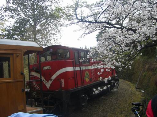 阿里山小火車1