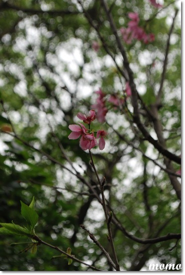 DSC_7382_調整大小