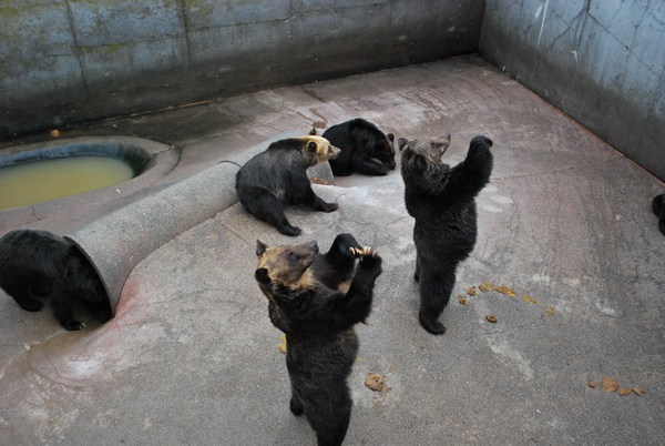 昭和新山熊牧場