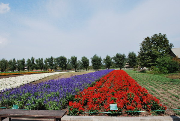 富良野富田農場