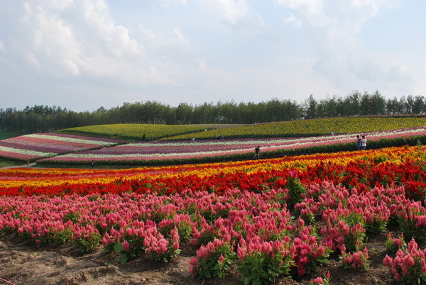 富良野四季彩之丘