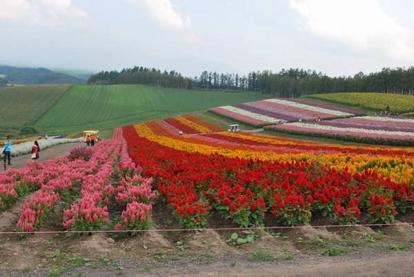 富良野四季彩之丘