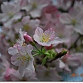 DSC_5849_調整大小.JPG