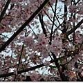 DSC_5817_調整大小.JPG