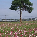 2009新社花海節158.jpg