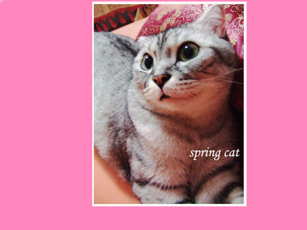 springcat.jpg