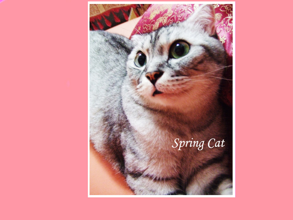 springcat菊.jpg