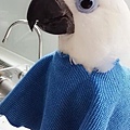 birdy2017-1504119132735.jpg