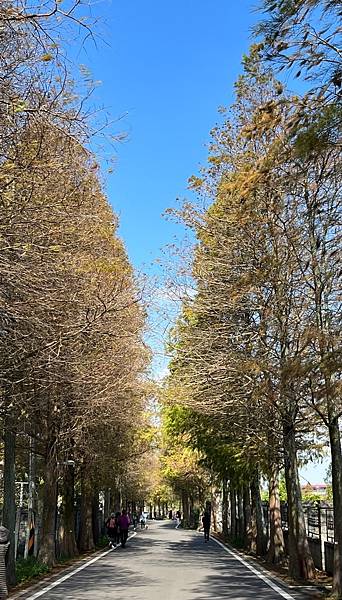 【北北基桃1200月票攻略】落羽松公園｜桃園大溪落羽松公園一