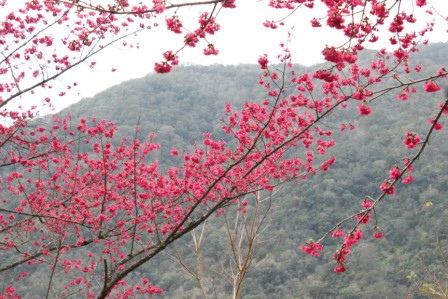 桃紅的櫻花與山成了對比.jpg