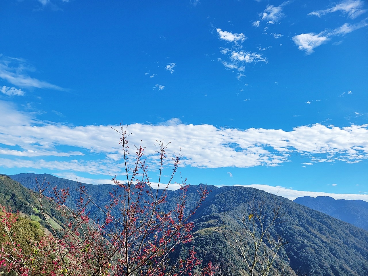 桃園民宿管家學校-桃園旅遊推薦-烏樹林從前從前-和風山莊-山蘇的故鄉