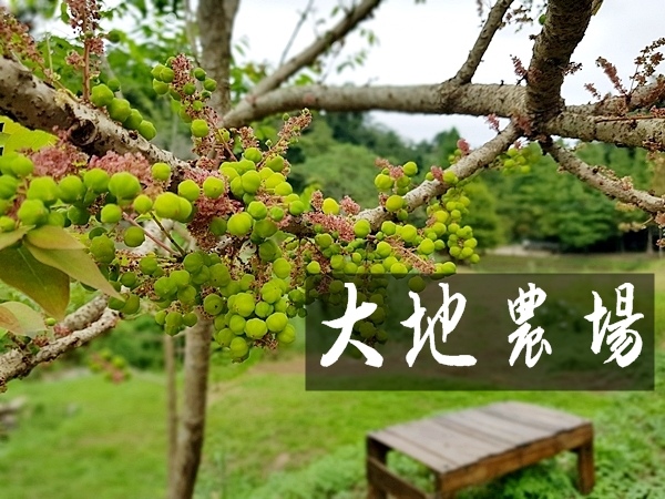 【親子旅遊】採苦茶籽體驗~秘境之旅-《大地農場》，一個新開放
