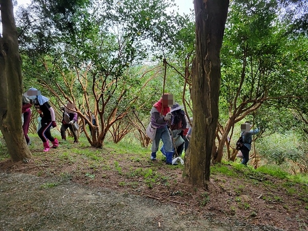 【親子旅遊】採苦茶籽體驗~秘境之旅-《大地農場》，一個新開放