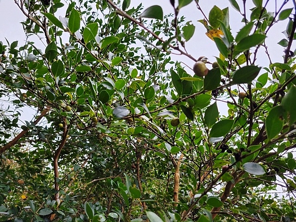 【親子旅遊】採苦茶籽體驗~秘境之旅-《大地農場》，一個新開放