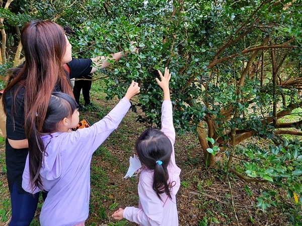 【親子旅遊】採苦茶籽體驗~秘境之旅-《大地農場》，一個新開放