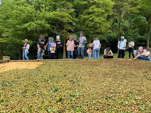 【親子旅遊】採苦茶籽體驗~秘境之旅-《大地農場》，一個新開放