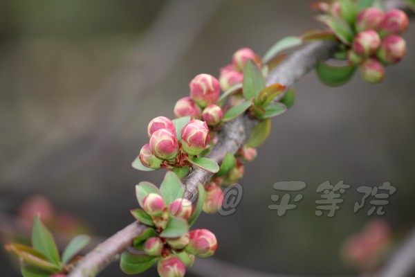 平等院 -- 梅花 (7)