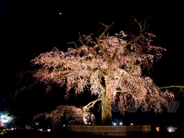 円山公園 -- 夜櫻 (3)