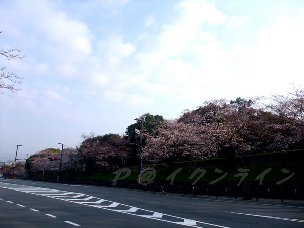 インクライン (蹴上鐵道遺跡) -- 櫻花 (1)