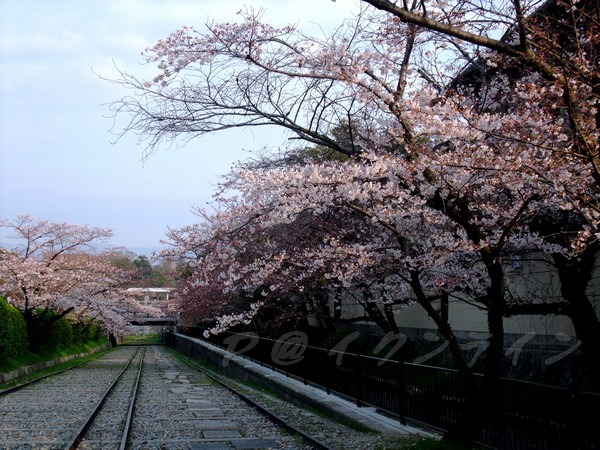 インクライン (蹴上鐵道遺跡) -- 櫻花 (3)