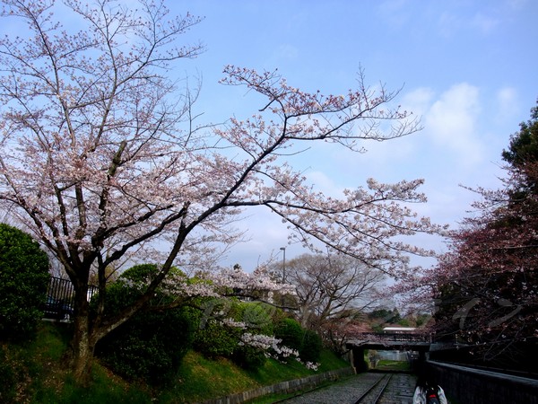 インクライン (蹴上鐵道遺跡) -- 櫻花 (7)