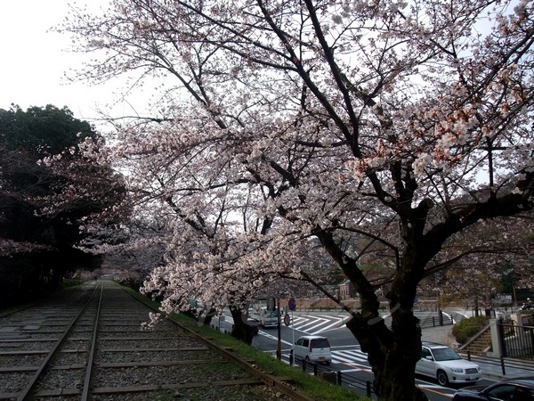 インクライン (蹴上鐵道遺跡) -- 櫻花 (11)