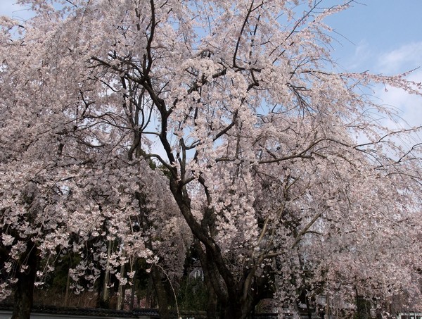 醍醐寺 -- 櫻花 (2)