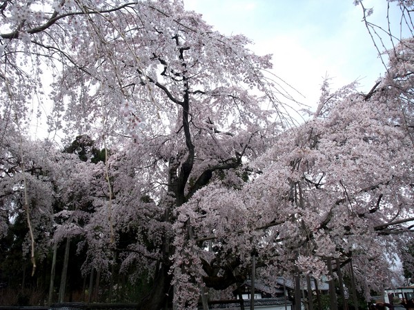 醍醐寺 -- 櫻花 (3)