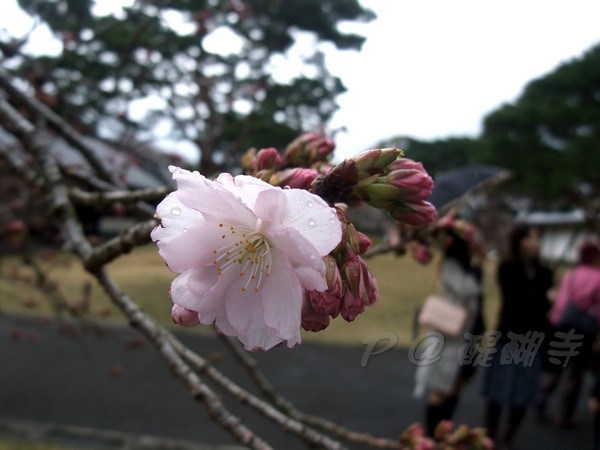 醍醐寺 -- 櫻花 (29)