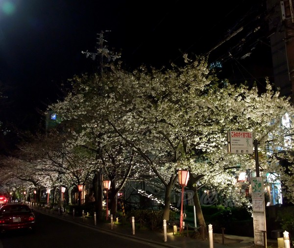 高瀨川 -- 櫻花