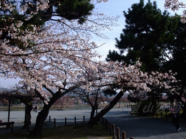 嵐山公園 -- 櫻花 (2)