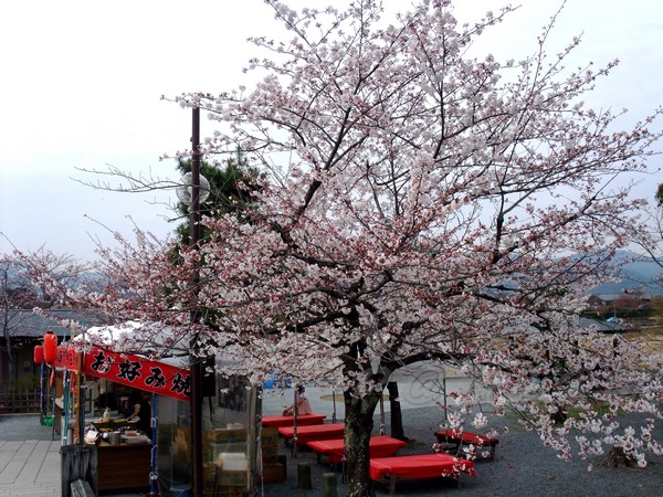 嵐山公園 -- 櫻花 (6)