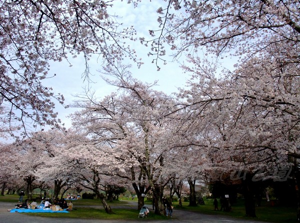 嵐山公園 -- 櫻花 (10)