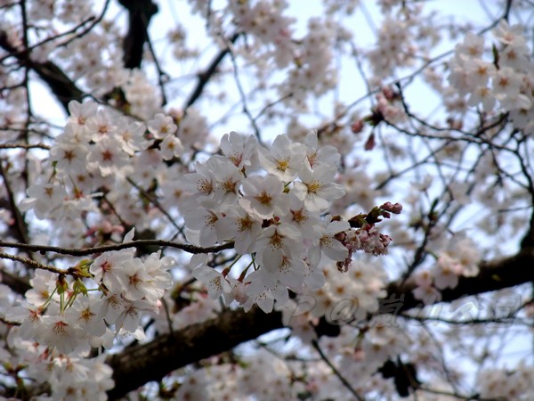 嵐山公園 -- 櫻花 (12)