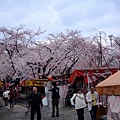 平野神社 -- 櫻花 (2)