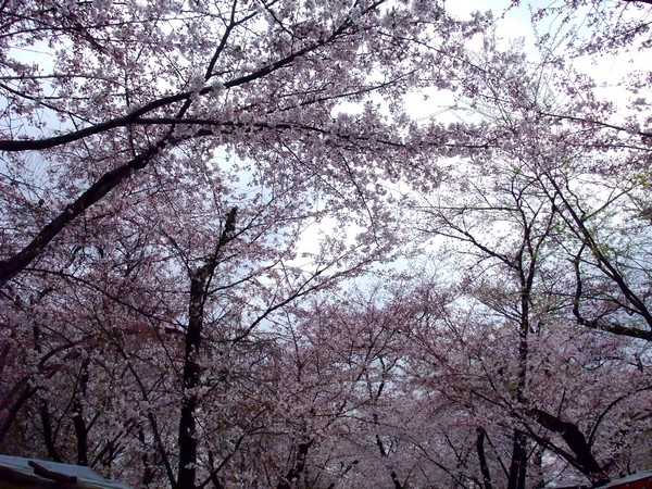 平野神社 -- 櫻花 (6)