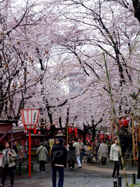 平野神社 -- 櫻花 (10)