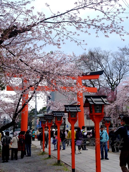 平野神社 -- 櫻花 (15)