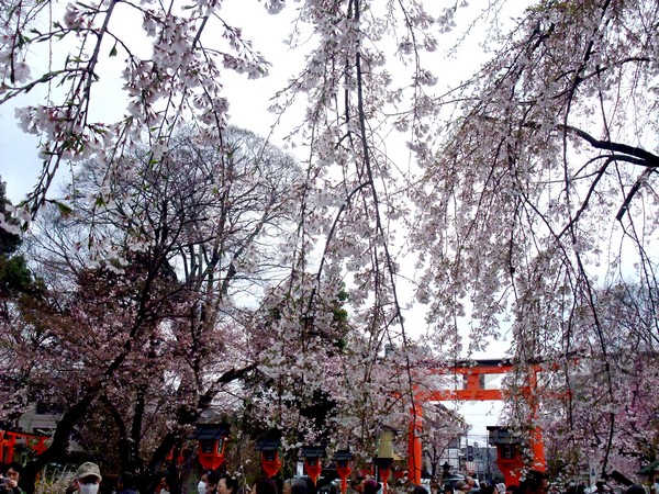 平野神社 -- 櫻花 (17)