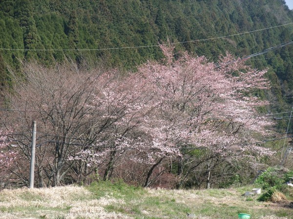 大原 -- 櫻花 (2)