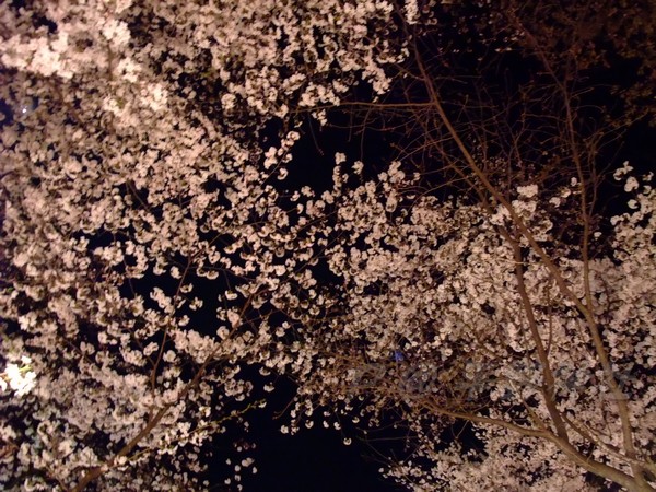 平野神社 -- 夜櫻 (1)