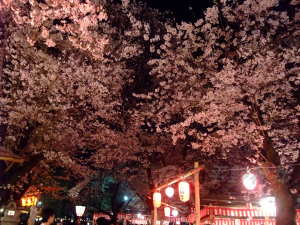 平野神社 -- 夜櫻 (2)